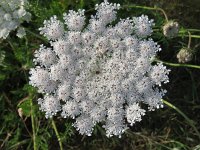 Daucus carota 27, Peen, Saxifraga-Mark Zekhuis