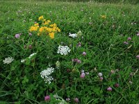 Daucus carota 29, Peen, Saxifraga-Hans Boll