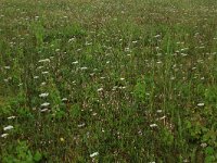 Daucus carota 33, Peen, Saxifraga-Hans Boll