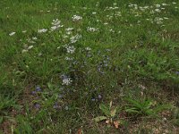 Daucus carota 37, Peen, Saxifraga-Hans Boll