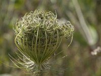 Daucus carota 38, Peen, Saxifraga-Willem van Kruijsbergen