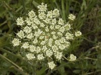 Daucus carota 4, Peen, Saxifraga-Jan van der Straaten