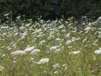 Daucus carota 41, Peen, Saxifraga-Willem van Kruijsbergen