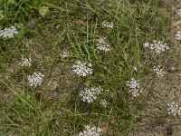 Daucus carota 42, Peen, Saxifraga-Jan van der Straaten