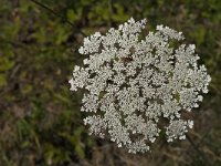 Daucus carota 46, Peen, Saxifraga-Jan van der Straaten