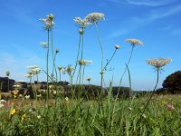 Daucus carota 51, Peen, Saxifraga-Ed Stikvoort