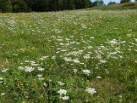 Daucus carota 54, Peen, Saxifraga-Ed Stikvoort