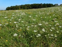 Daucus carota 55, Peen, Saxifraga-Ed Stikvoort