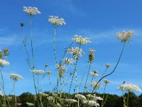 Daucus carota 56, Peen, Saxifraga-Ed Stikvoort