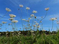 Daucus carota 57, Peen, Saxifraga-Ed Stikvoort