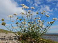 Daucus carota 59, Peen, Saxifraga-Ed Stikvoort