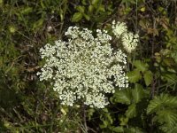 Daucus carota 61, Peen, Saxifraga-Jan van der Straaten