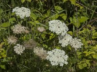 Daucus carota 62, Peen, Saxifraga-Jan van der Straaten