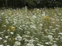 Daucus carota 64, Peen, Saxifraga-Willem van Kruijsbergen