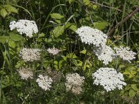 Daucus carota 66, Peen, Saxifraga-Willem van Kruijsbergen