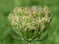 Daucus carota 68, Wilde peen, Saxifraga-Sonja Bouwman