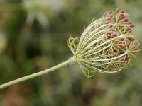 Daucus carota 71, Peen, Saxifraga-Tom Heijnen