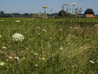 Daucus carota 9, Peen, Saxifraga-Marijke Verhagen