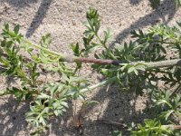 Daucus carota ssp maximus 8, Saxifraga-Rutger Barendse