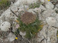 Daucus halophilus 10, Saxifraga-Willem van Kruijsbergen