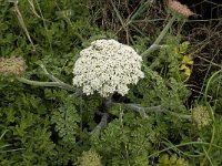 Daucus halophilus 2, Saxifraga-Willem van Kruijsbergen