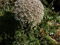 Daucus halophilus 23, Saxifraga-Ed Stikvoort