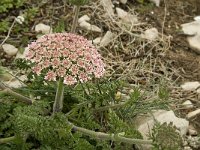 Daucus halophilus 3, Saxifraga-Jan van der Straaten