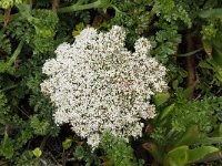 Daucus halophilus 5, Saxifraga-Willem van Kruijsbergen