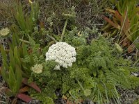 Daucus halophilus 6, Saxifraga-Jan van der Straaten