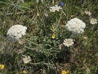 Daucus muricatus