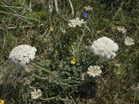 Daucus muricatus 2, Saxifraga-Willem van Kruijsbergen