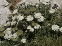 Daucus muricatus 4, Saxifraga-Willem van Kruijsbergen