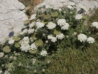 Daucus muricatus 5, Saxifraga-Willem van Kruijsbergen