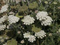 Daucus muricatus 6, Saxifraga-Willem van Kruijsbergen