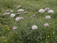 Daucus muricatus 7, Saxifraga-Willem van Kruijsbergen