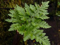 Davallia canariensis 10, Saxifraga-Ed Stikvoort