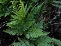 Davallia canariensis 12, Saxifraga-Ed Stikvoort