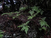 Davallia canariensis 13, Saxifraga-Ed Stikvoort