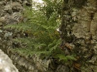 Davallia canariensis 2, Saxifraga-Willem van Kruijsbergen