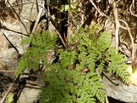 Davallia canariensis 3, Saxifraga-Rutger Barendse