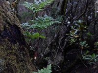 Davallia canariensis 4, Saxifraga-Ed Stikvoort