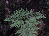 Davallia canariensis 7, Saxifraga-Ed Stikvoort