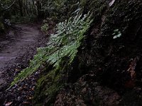 Davallia canariensis 8, Saxifraga-Ed Stikvoort