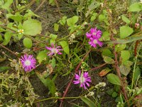 Delosperma cooperi 3, Saxifraga-Rutger Barendse