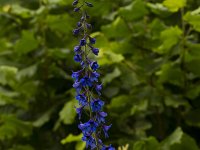 Hoge ridderspoor  Delphinium elatum