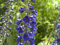 Delphinium elatum ssp elatum 1, Saxifraga-Jan van der Straaten