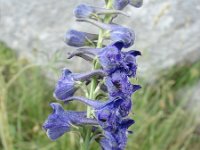 Delphinium fissum 3, Saxifraga-Jasenka Topic