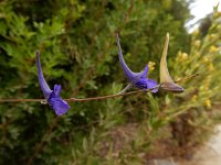 Delphinium gracile