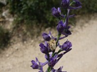 Delphinium peregrinum 2, Saxifraga-Jasenka Topic