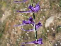 Delphinium peregrinum 3, Saxifraga-Jasenka Topic